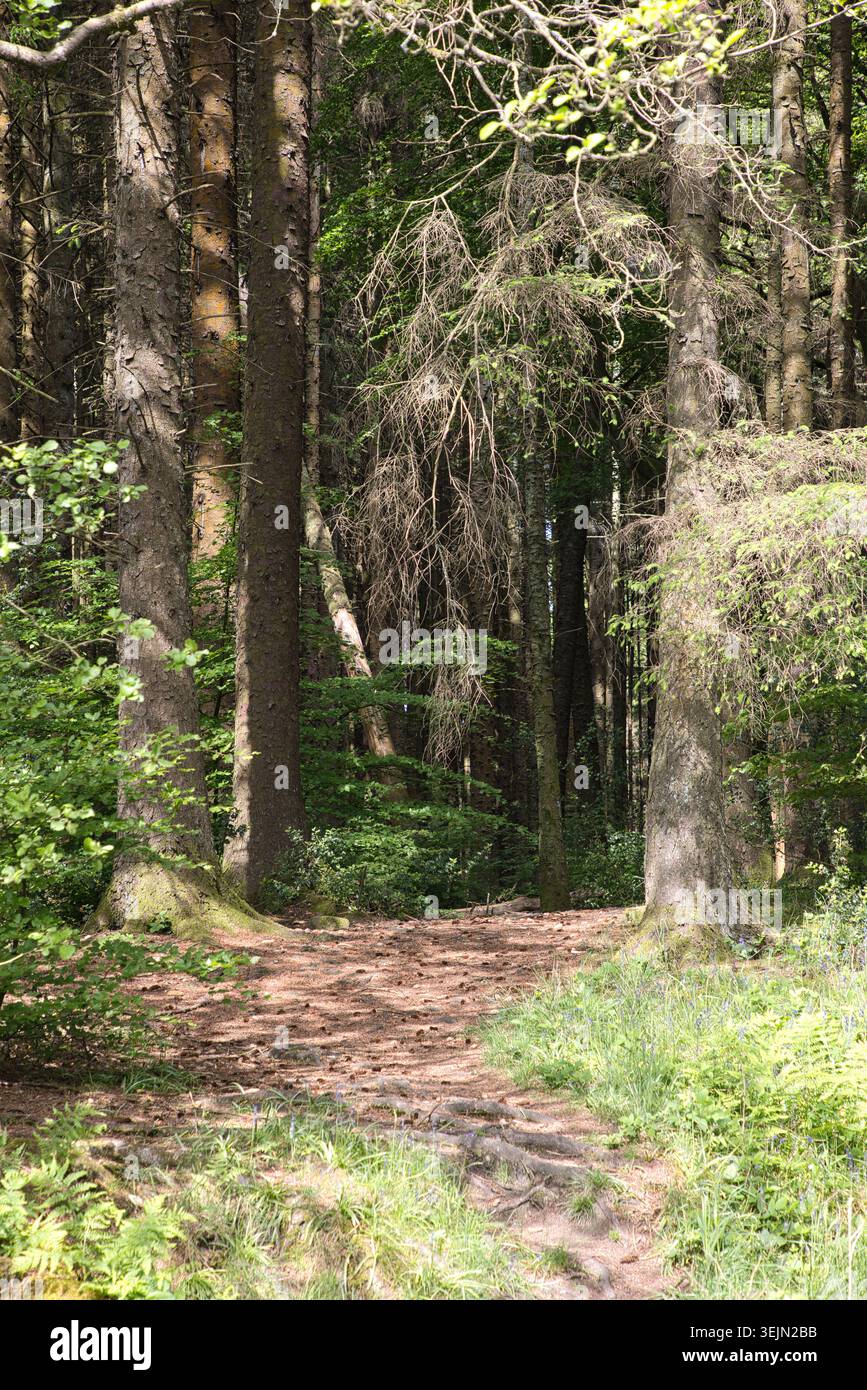 Ein malerischer Waldweg mit Baumwurzeln und gefallenen Kiefernzapfen führt in einen dichten, schattigen Kiefernwald in der Nähe des Entwistle Reservoir, Lancs, Großbritannien. Stockfoto