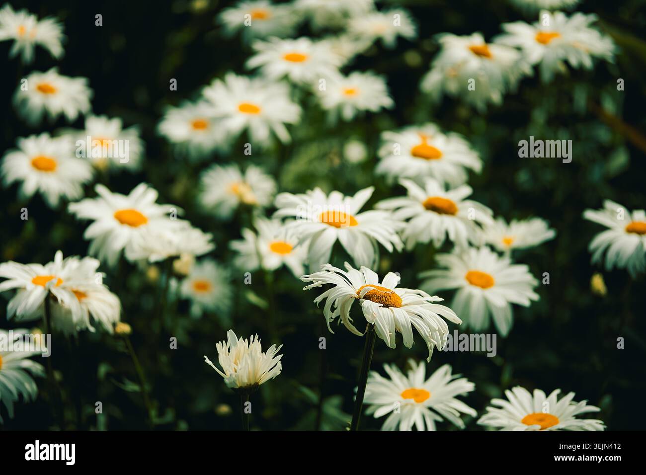 In der Frühlingssaison blühen im Garten leuchtend weiße Gänseblümchen, in denen die schlichten, leuchtend gelben Zentren zu sehen sind. Gartenbereich mit Blütenblättern. Blumen gedeihen Stockfoto