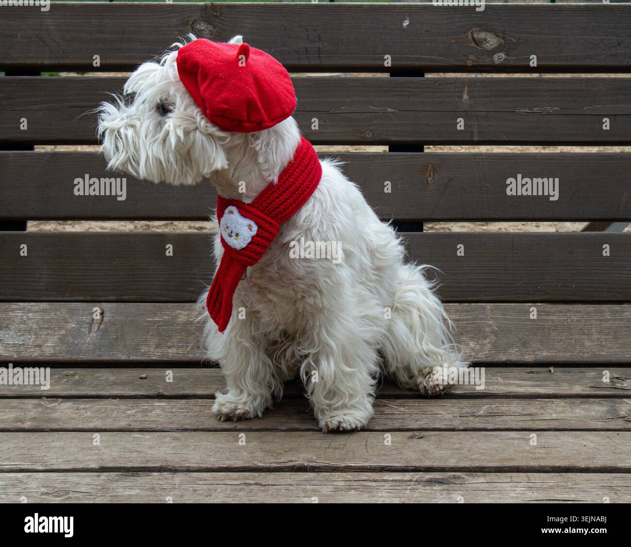 Ein weißer Terrierhund sitzt auf einer Holzbank im Park. Er trägt eine rote Baskenmütze und einen Strickschal. Der Hund schaut seitwärts und genießt den Moment Stockfoto