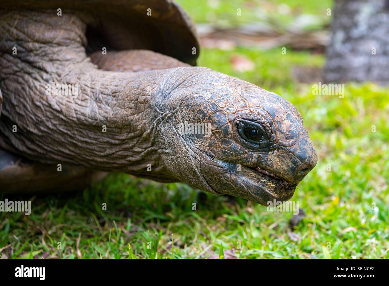 Aldabra Riesenschildkröte (Aldabrachelys gigantea, syn.: Geochelone gigantea, Dipsochelys elephantina, Dipsochelys dussumieri), 23 Stockfoto
