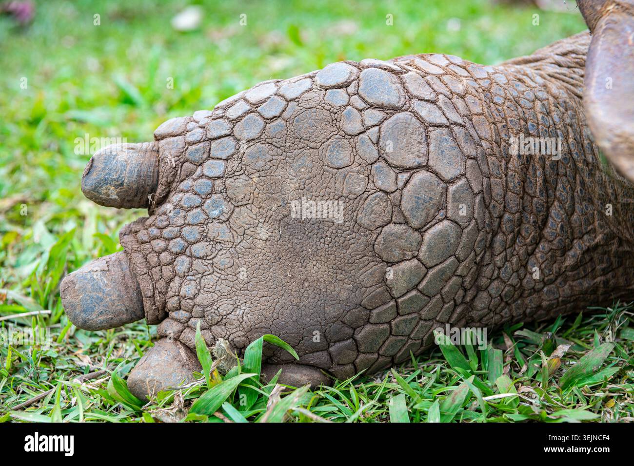Aldabra Riesenschildkröte (Aldabrachelys gigantea, syn.: Geochelone gigantea, Dipsochelys elephantina, Dipsochelys dussumieri), sol Stockfoto
