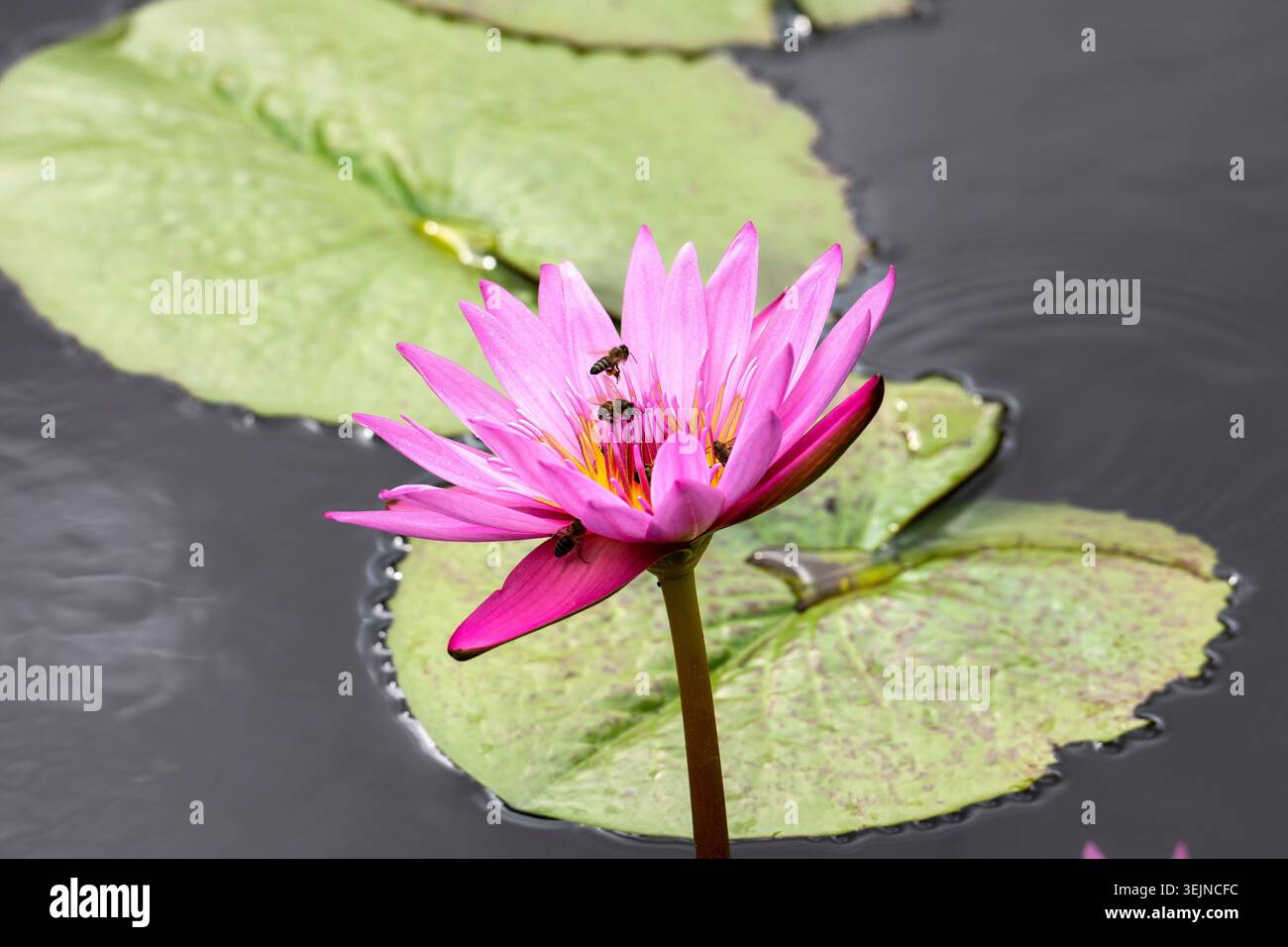 Lotusblumen (Nelumbo), Lotus, Sir Seewoosagur Ramgoolam Botanical Garden, SSR Botanical Garden, auch bekannt als Pamplemousses Bo Stockfoto