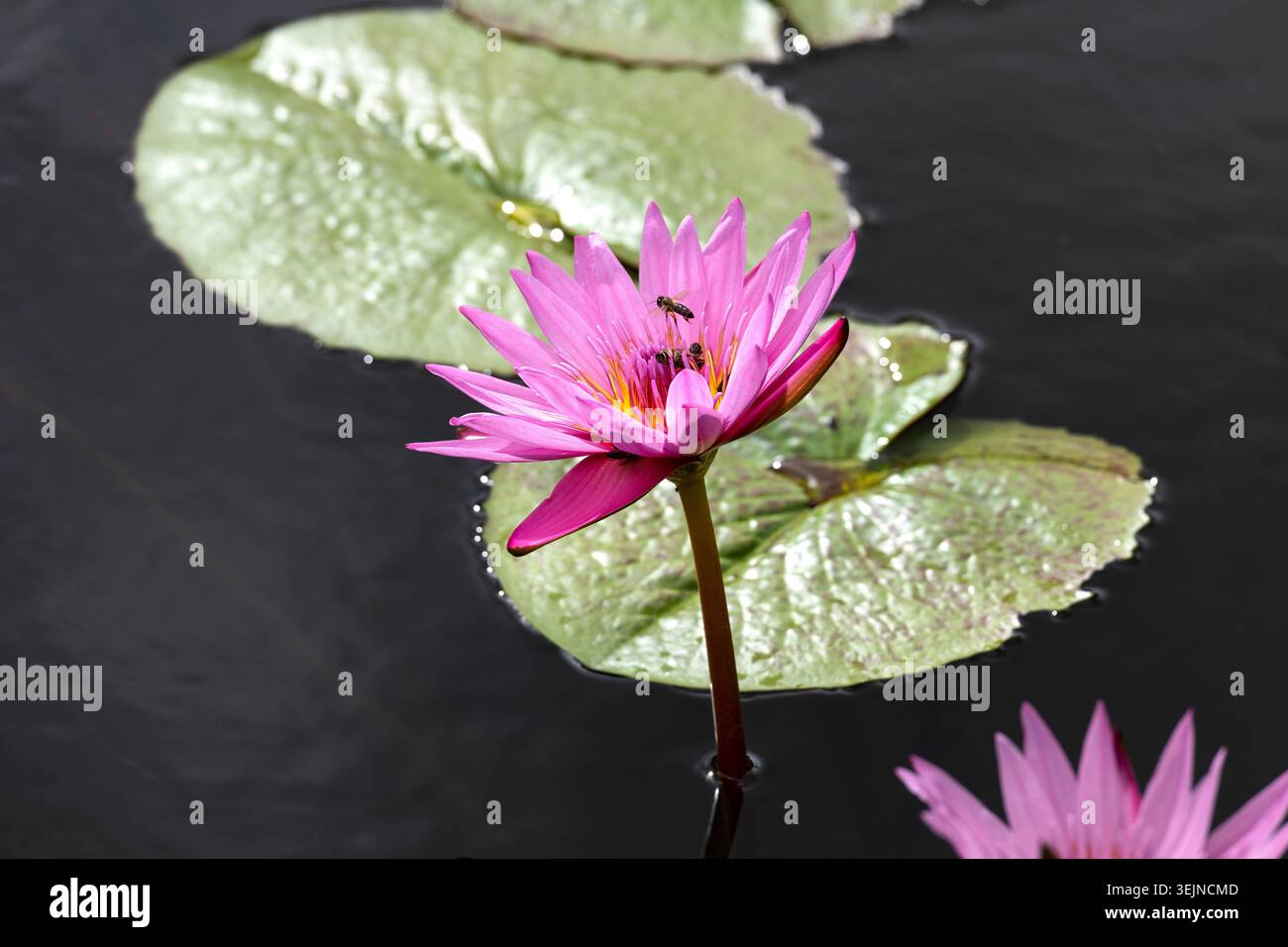 Lotusblumen (Nelumbo), Lotus, Sir Seewoosagur Ramgoolam Botanical Garden, SSR Botanical Garden, auch bekannt als Pamplemousses Bo Stockfoto