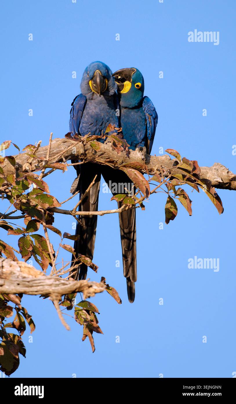 Hyazinth-Ara (Anodorhynchus Hyacinthinus), Pantanal, Brasilien Stockfoto