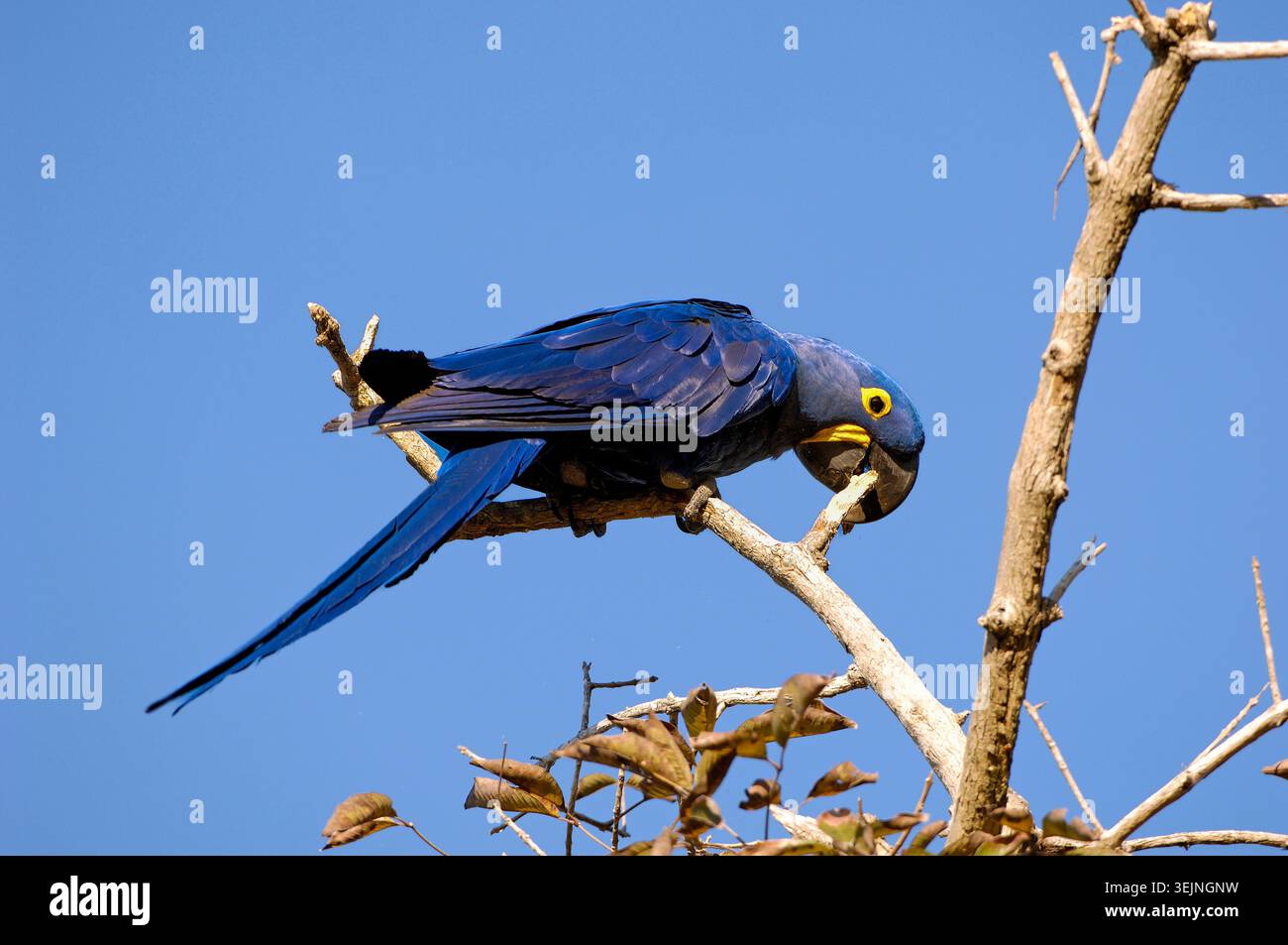Hyazinth-Ara (Anodorhynchus Hyacinthinus), Pantanal, Brasilien Stockfoto