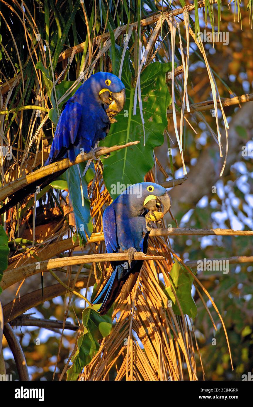 Hyazinth-Ara (Anodorhynchus Hyacinthinus), Pantanal, Brasilien Stockfoto