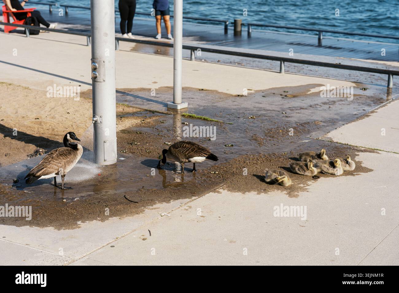 Toronto, Kanada - 26. Mai 2026: Kanadiengänse und Gänse in der Nähe des Seeufers Stockfoto