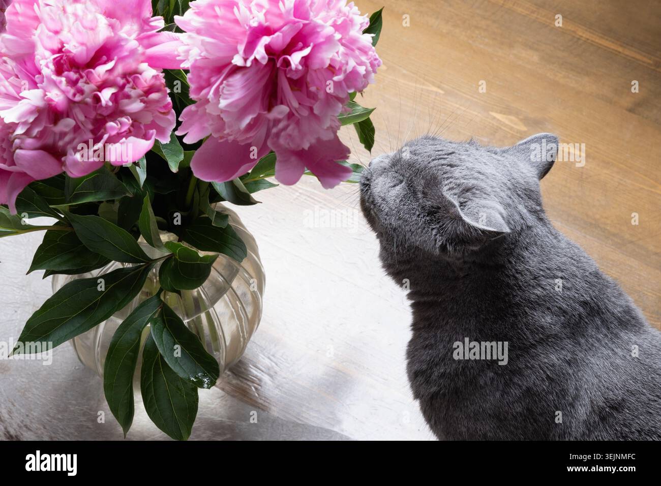 Graue Katze Riecht Rosa Pfingstrosenblüten Zu Hause Stockfoto