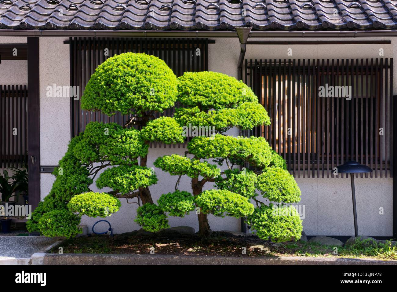 Sorgfältig geschnitzter japanischer Gartenbaum vor einer traditionellen Residenz mit raffinierter Landschaftsgestaltung und kultureller Ästhetik Stockfoto