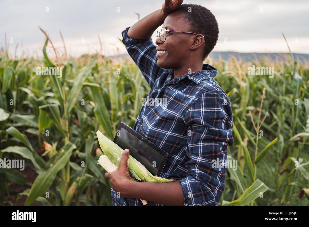 Afrikanischer Bauer hält Maiskolben und Tablette auf einem Maisfeld Stockfoto