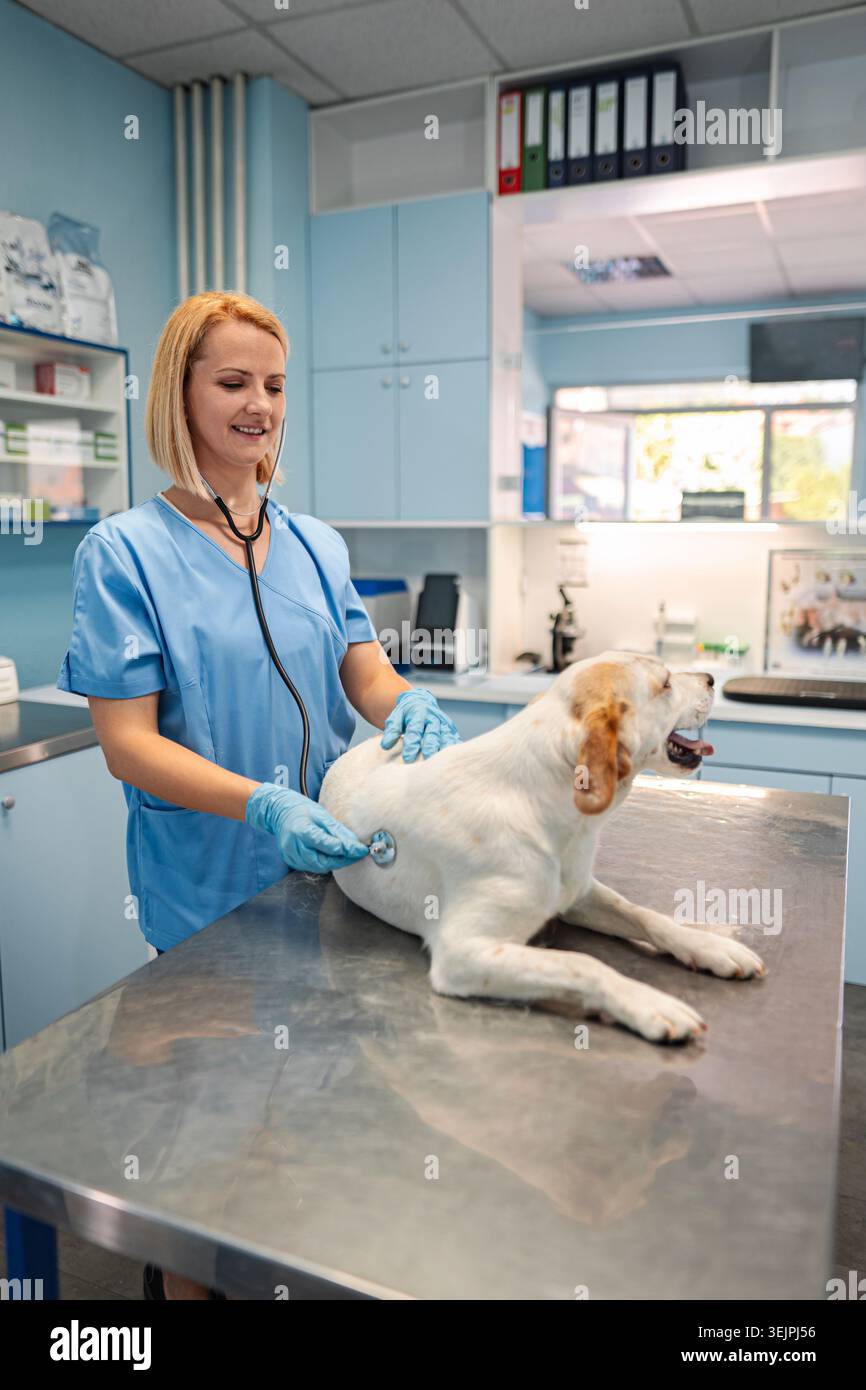 Der Tierarzt untersucht tagsüber einen glücklichen Hund in einer hellen Klinik Stockfoto