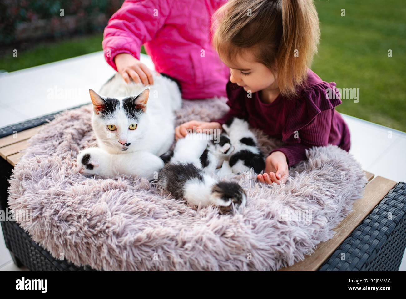 Mädchen, die mit Mutterkatze und neugeborenen Kätzchen im Haustierbett interagieren Stockfoto