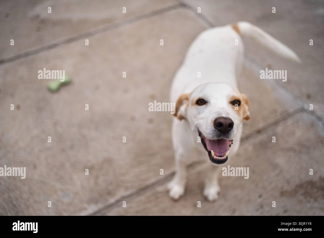 Happy Dog genießt einen sonnigen Tag im Park mit verspieltem Geist Stockfoto