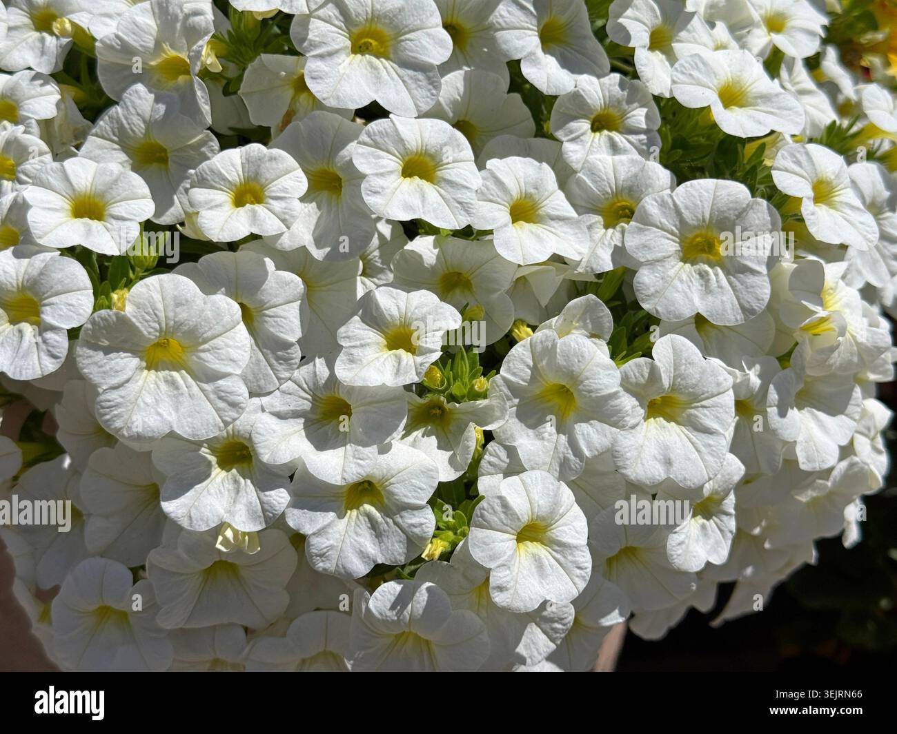 Calibrachoa weiße Blüten Stockfoto