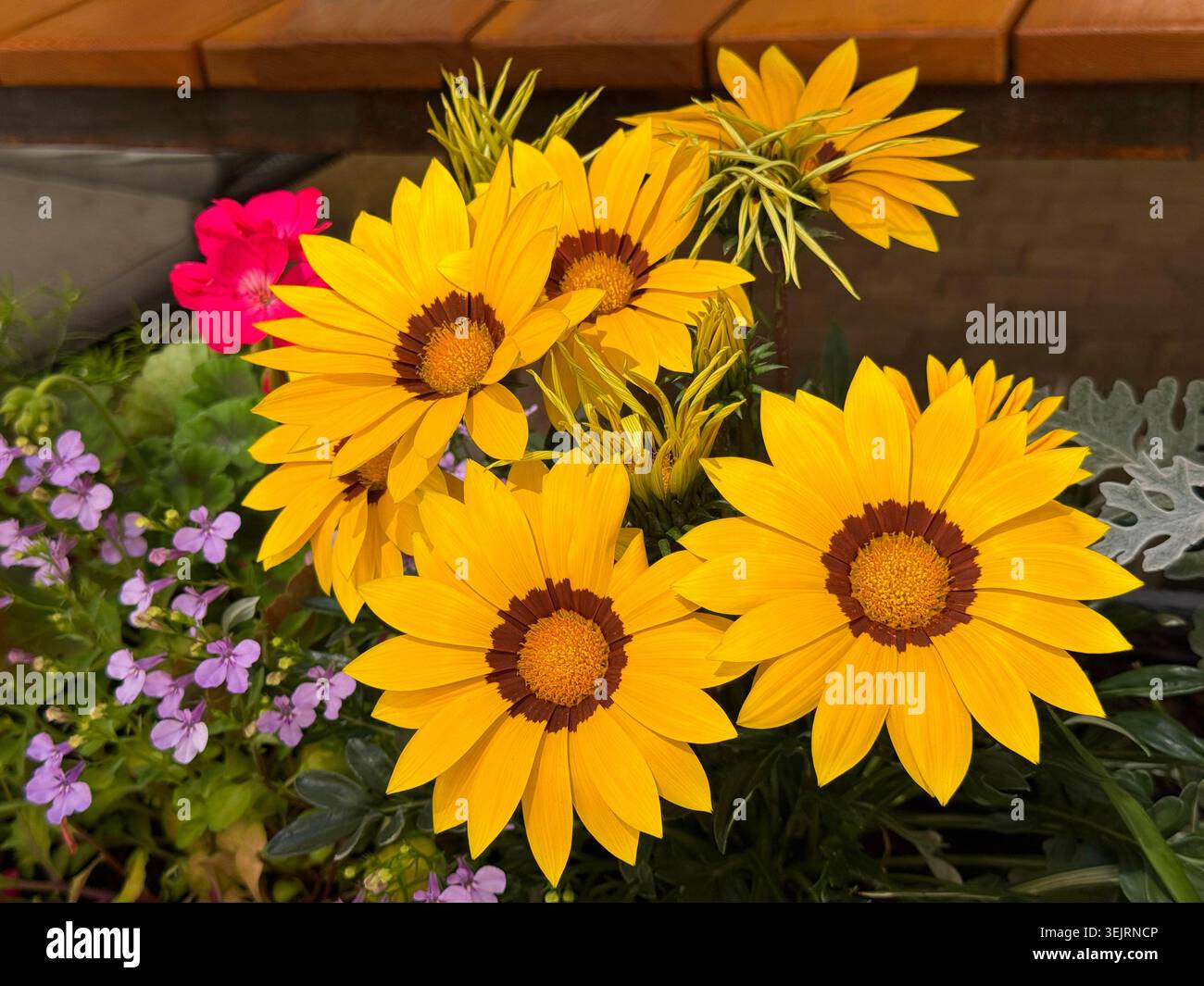 Gazania rigens Schatzblumen Stockfoto