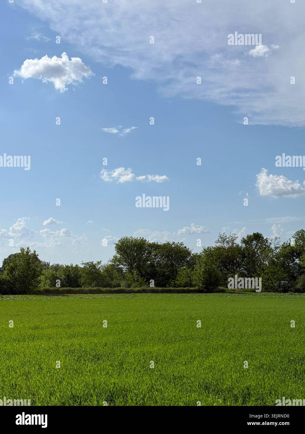 Grünes Feld und blauer Himmel friedliche Landschaft Stockfoto