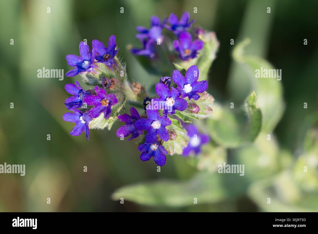 Gewöhnlicher Bugloss, Anchusa officinalis, alknet lila Blüten Nahaufnahme selektiver Fokus Stockfoto