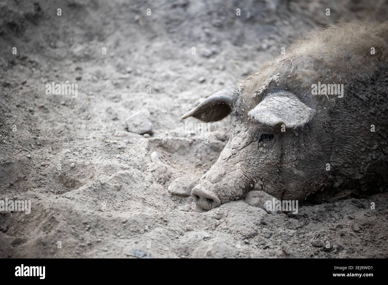Ein großes Mangalica-Schwein, das mit getrocknetem Schlamm bedeckt ist, liegt auf dem Boden in einem landwirtschaftlichen Freigehege mit Wollmantel und Schlampenohren Stockfoto
