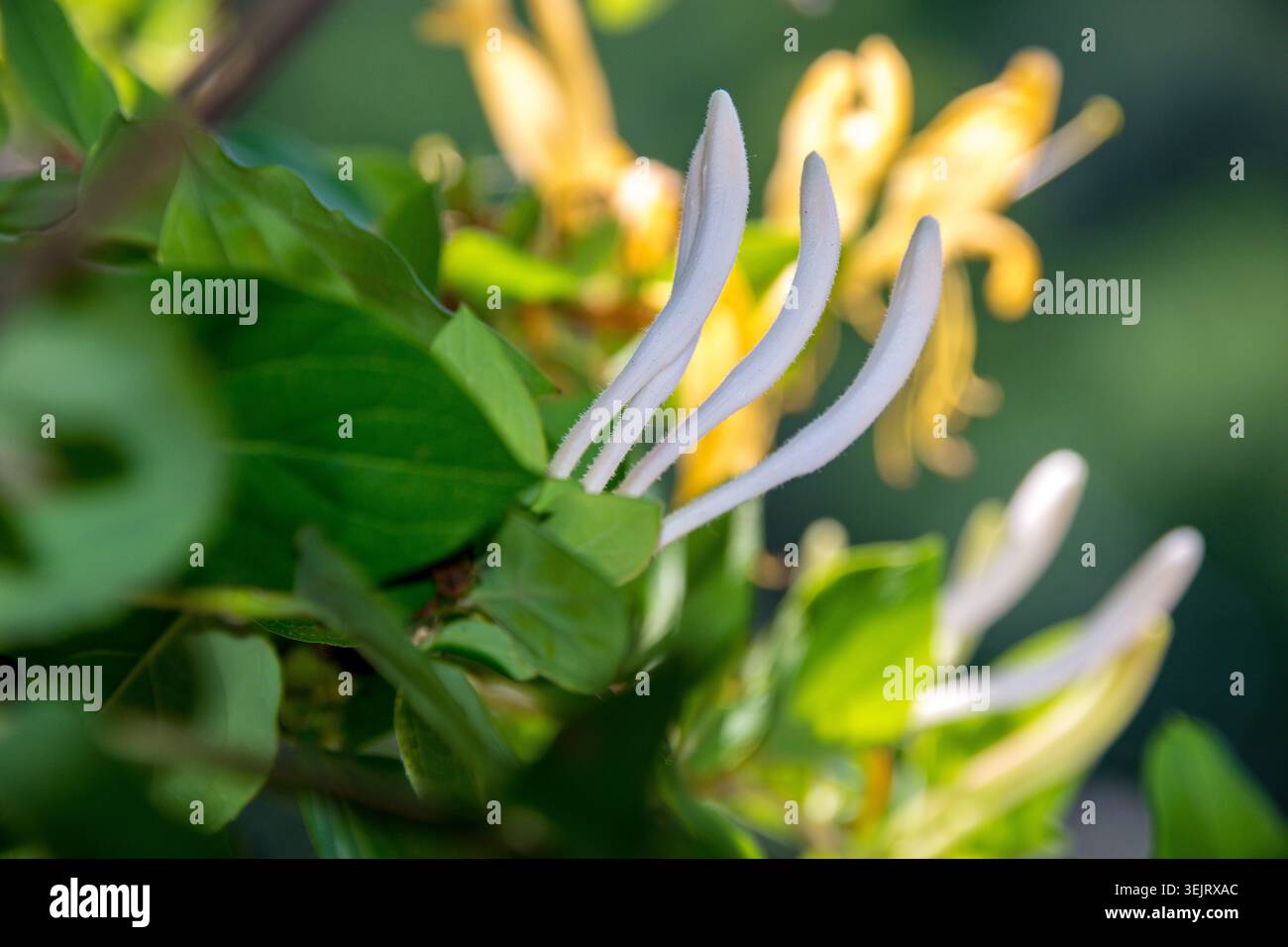 Lonicera Japonica, auch bekannt als japanisches Geißblatt oder Geißblatt, ist eine mehrjährige Kletterpflanze, die für ihre stark duftenden Blüten geschätzt wird. Stockfoto