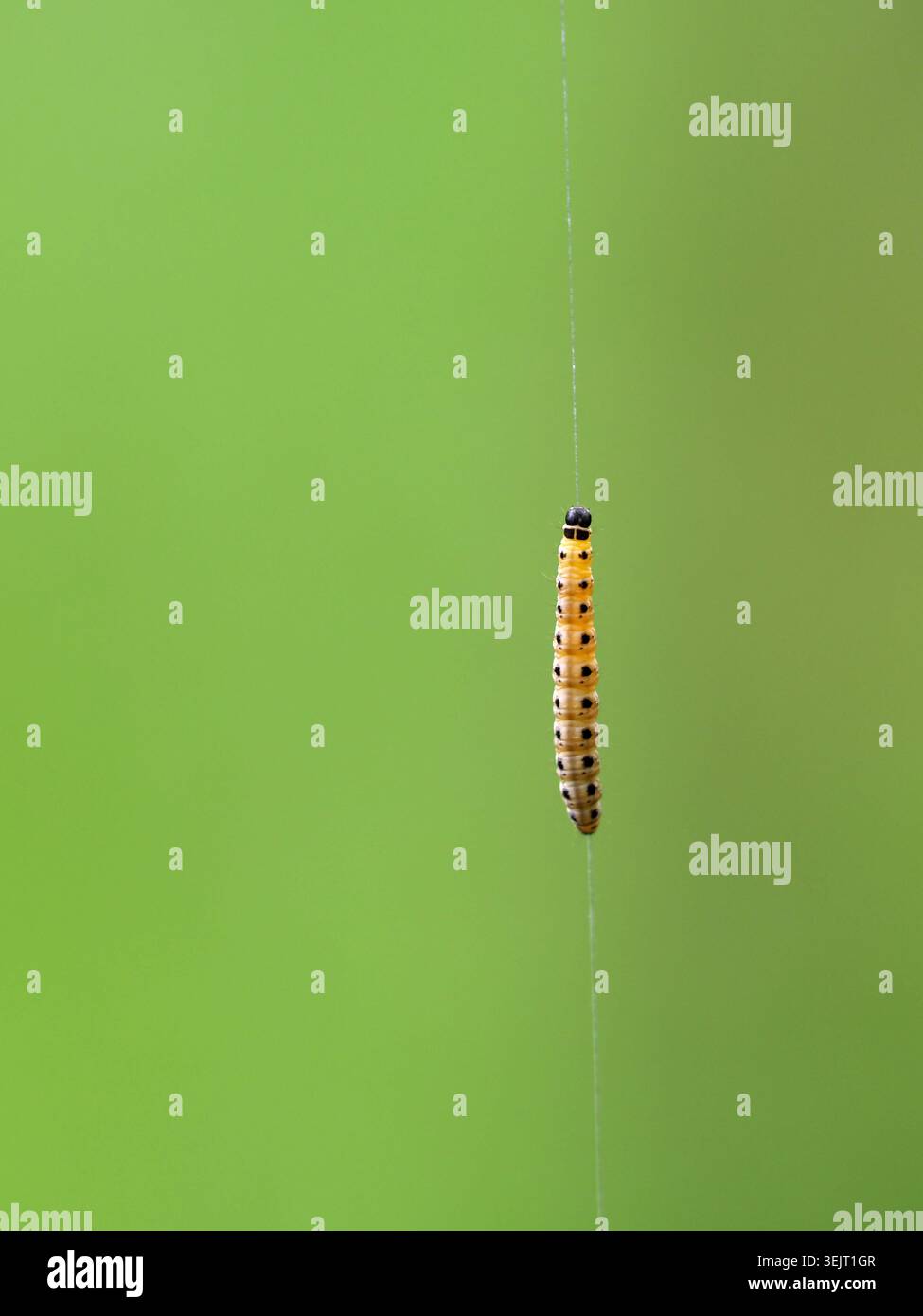 Leopardenmottenlarva zeuzera pyrina, Buckinghamshire, Großbritannien Stockfoto