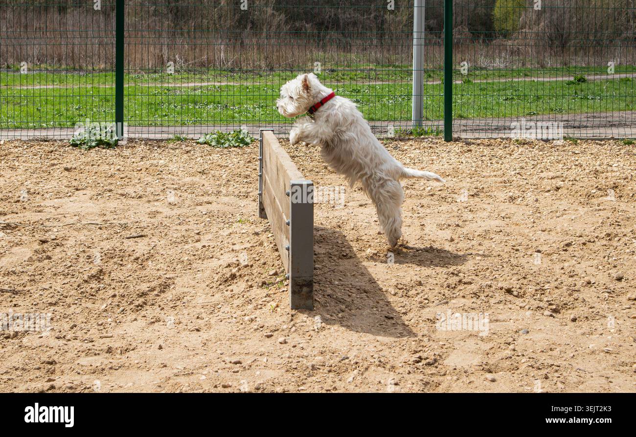 Ein flauschiger weißer Terrierhund springt über eine hölzerne Barriere, während er tagsüber in einem Outdoor-Hundepark Agilität übt. Der Park hat Gree Stockfoto