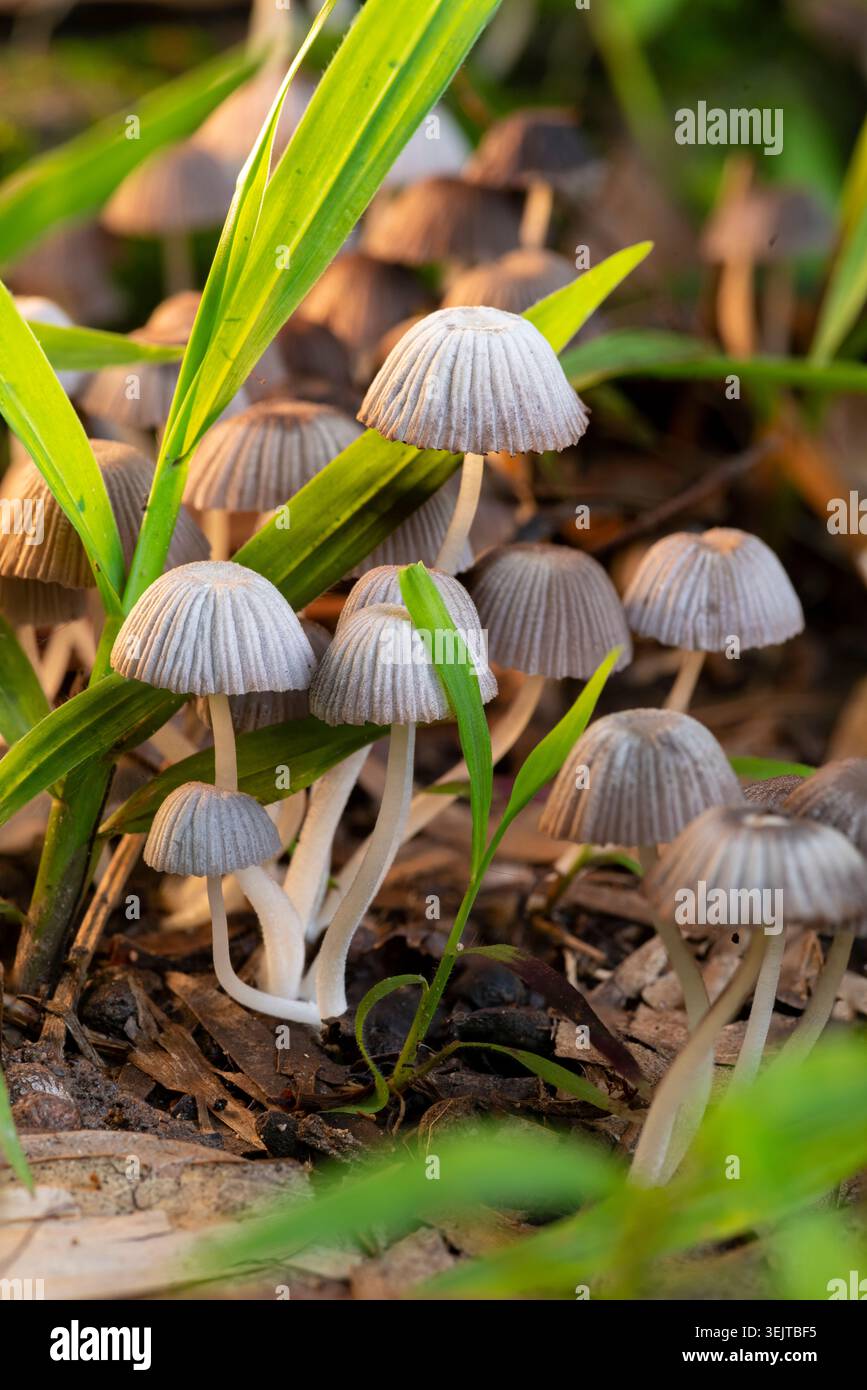 Makroaufnahme einer zarten Ansammlung wilder Plisseepilze, die zwischen frischen grünen Grashalmen auf dem Waldboden wächst, mit sanftem goldenem Morgenlicht. Stockfoto