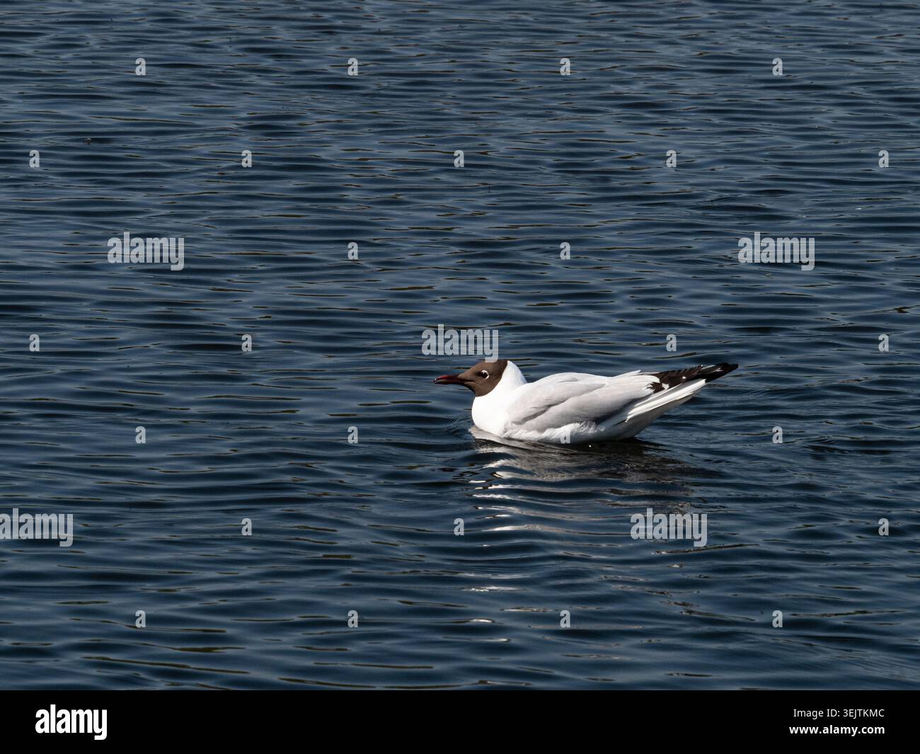 Eine einzelne Schwarzkopfmöwe (Chroicocephalus ridibundus), die auf der sanft kräuselnden Oberfläche eines Sees sitzt Stockfoto
