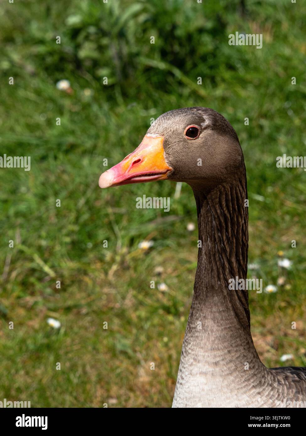 Ein Kopffoto einer pinkfarbenen Gans, der den farbenfrohen Schnabel und die zarten grau-braunen Nackenfedern zeigt Stockfoto
