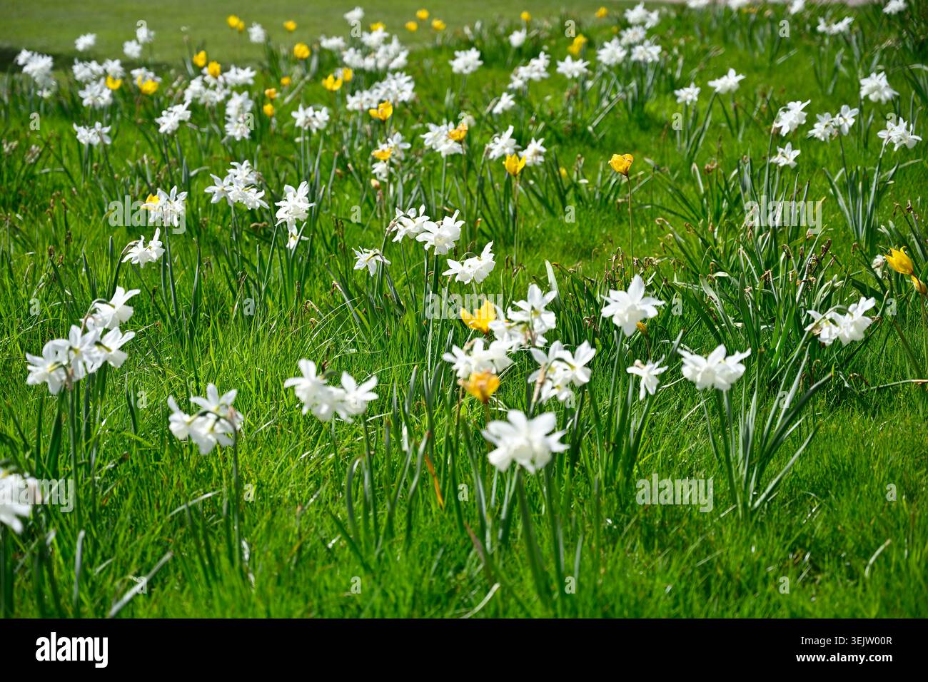 Frühlingswiese mit naturalisiertem weißem Narzissen / NarcissusThalia und gelber Tulpe sylvestris UK April Stockfoto