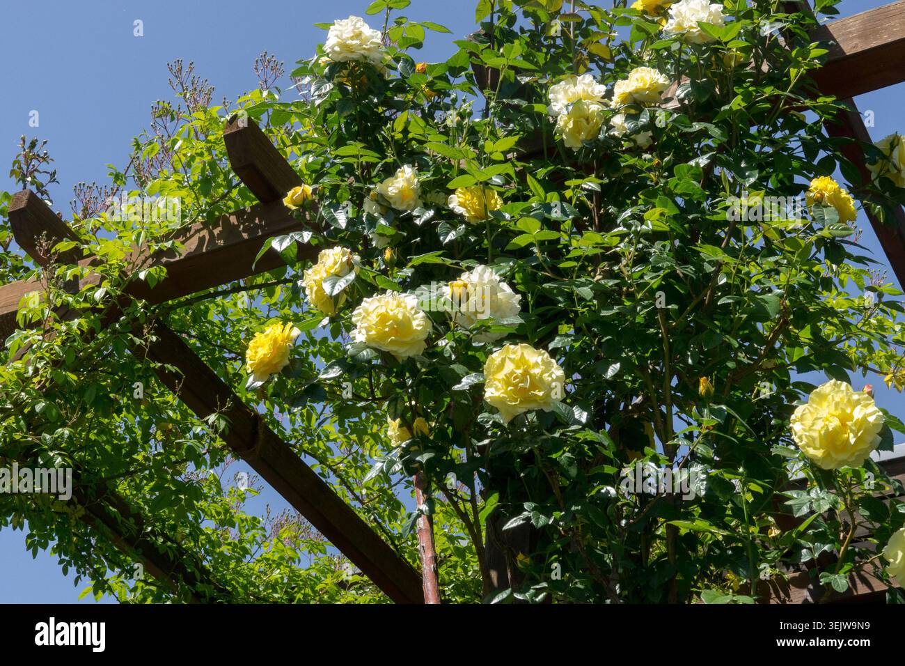 Niedriger Blickwinkel auf gelbe Blüten der Kletterrose Rose Rosa auf einer hölzernen Pergola Stockfoto