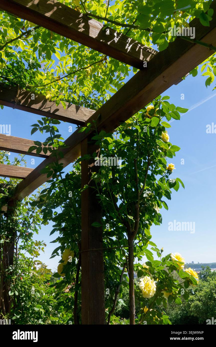 Gelbe Blumen der Kletterrose Rose Rosa auf einer hölzernen Pergola Architektur in einem Sommergarten Stockfoto