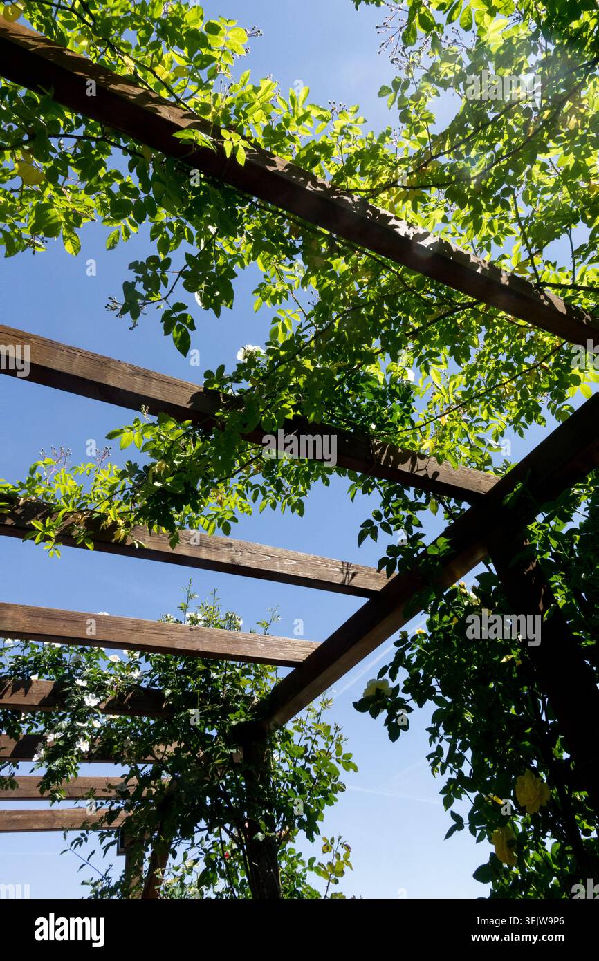 Rose Climber, wächst auf hölzerner Pergola, niedriger Winkel Stockfoto