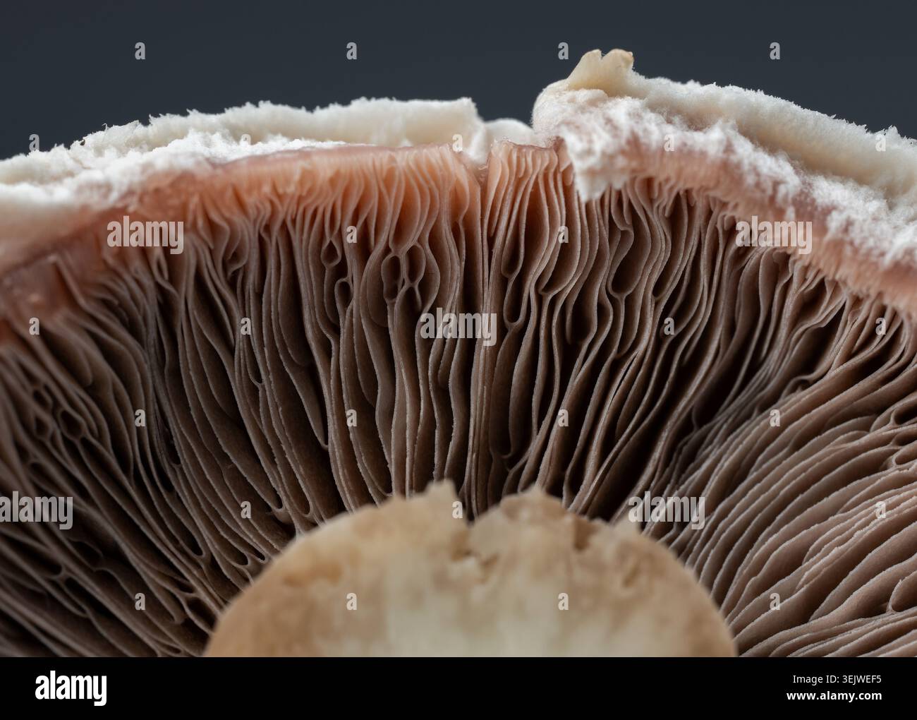 Detaillierte abstrakte Texturansicht unter einer weißen Champignon-Pilzkappe mit detaillierten biologischen Strukturen Stockfoto