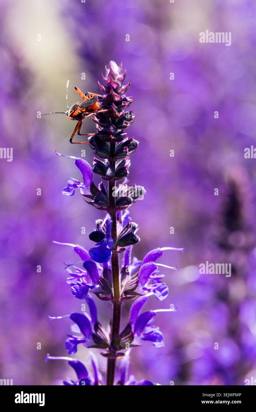 Detail der violetten Blumen von Waldsalbei Salvia nemorosa mit einer Insektennymphe in einem Sommergarten Stockfoto