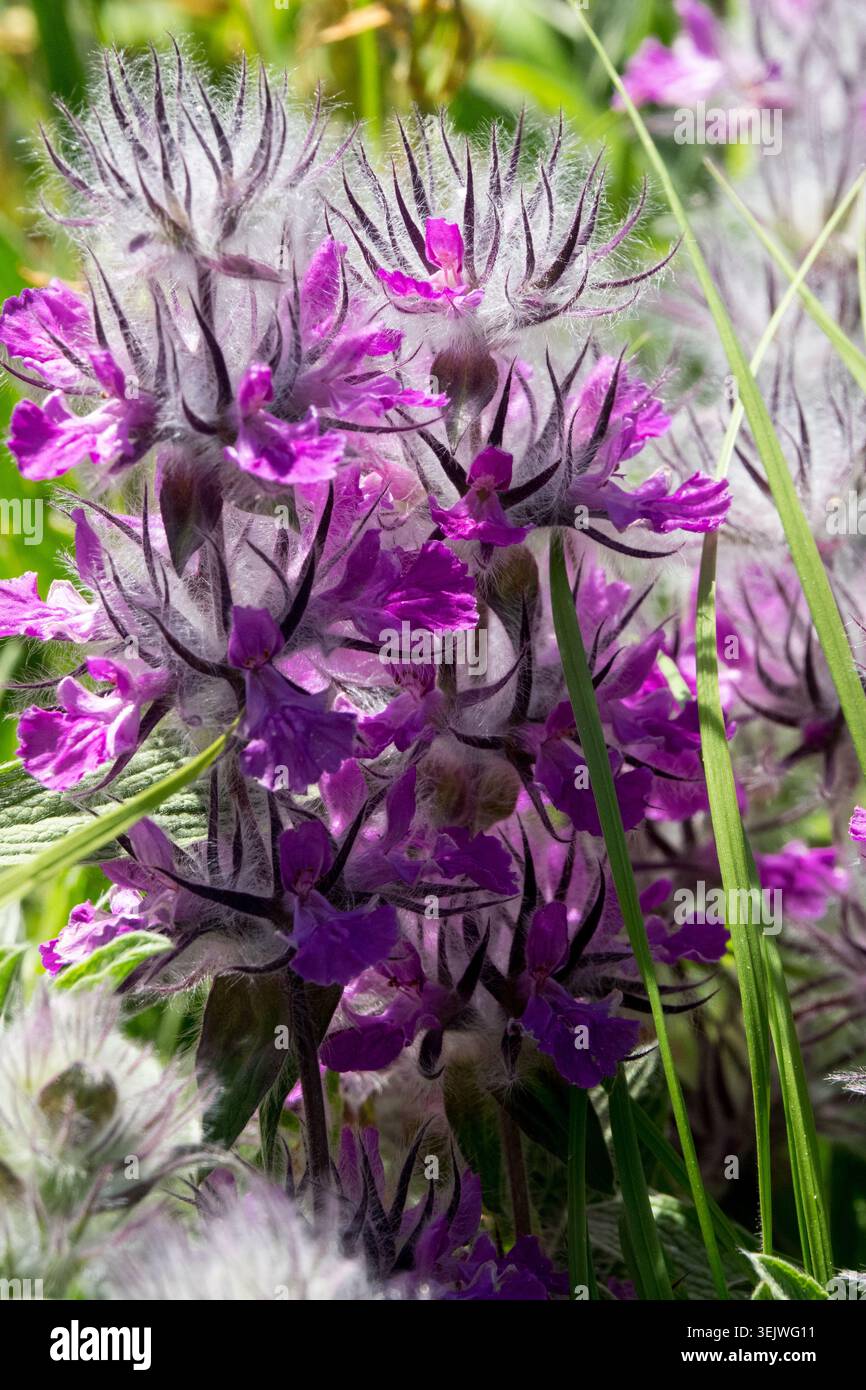 Rosa und violette Blüten von Woolly Betony Stachys lavandulifolia in einem Sommergarten Stockfoto