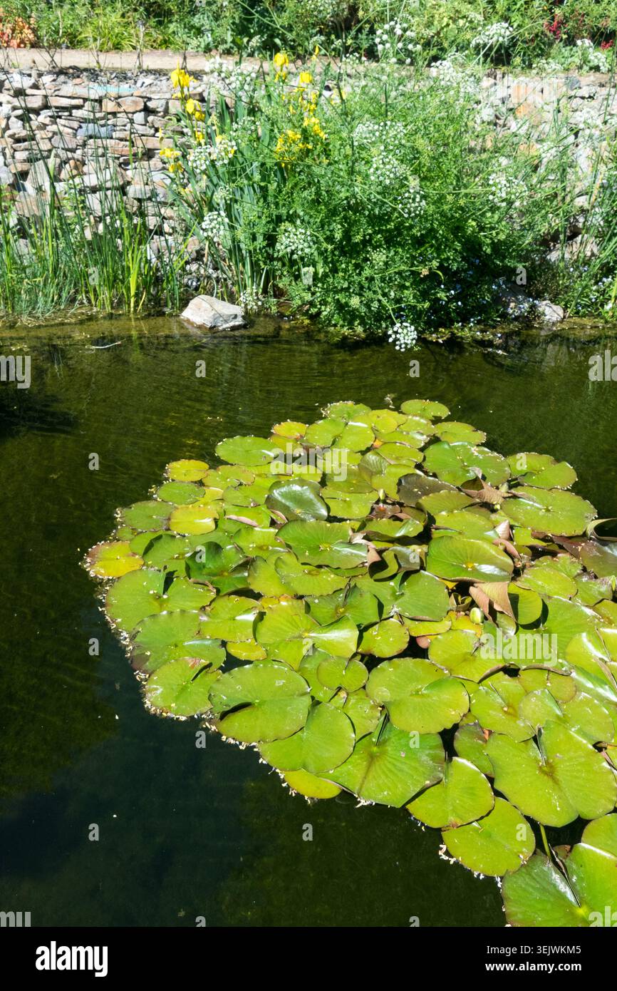Grüne Blätter der Weißen Seerose Nymphaea, die im Sommer auf der Wasseroberfläche eines Gartenteichs schwimmen Stockfoto