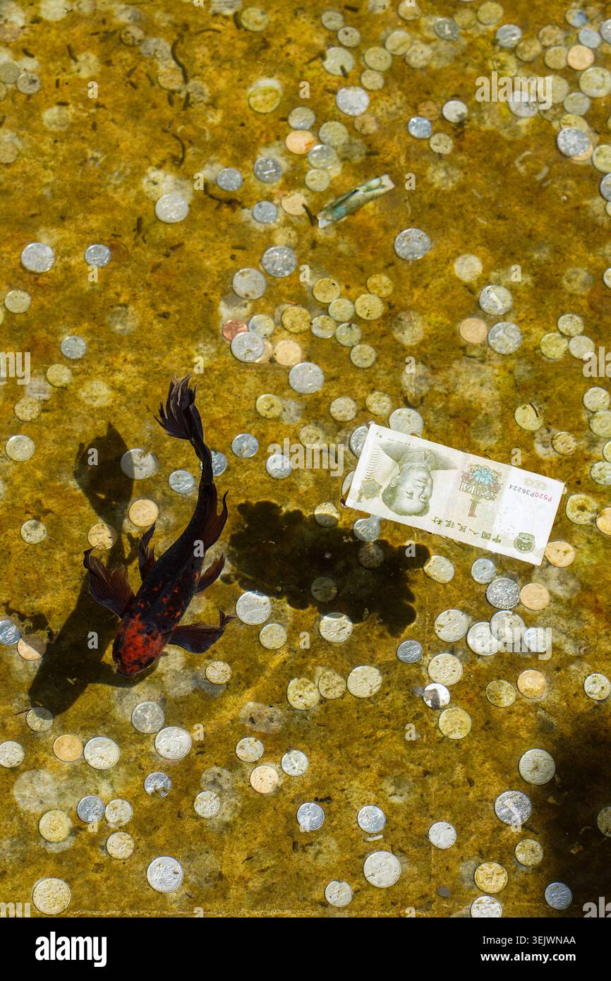 Ein schwarz-oranger Koi-Karpfen schwimmt in einem flachen Teich, dessen Boden mit zahlreichen Münzen und einer chinesischen 1-Yuan-Banknote bedeckt ist. Stockfoto