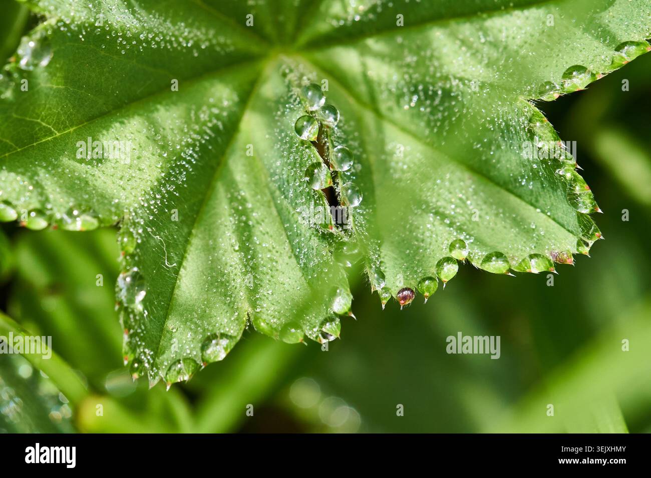 Makrofoto eines frischen grünen Blattes mit sprudelnden Wassertröpfchen entlang gezackter Kanten und Adern. Stockfoto