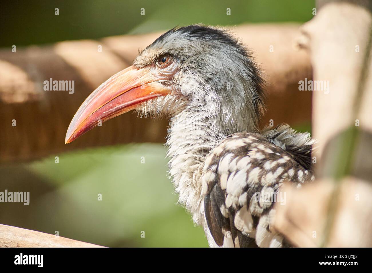 Nahaufnahme eines Nashornschnabels mit strukturierten Federn und einem leuchtend orangefarbenen geschwungenen Schnabel, ruhige Naturszene. Stockfoto