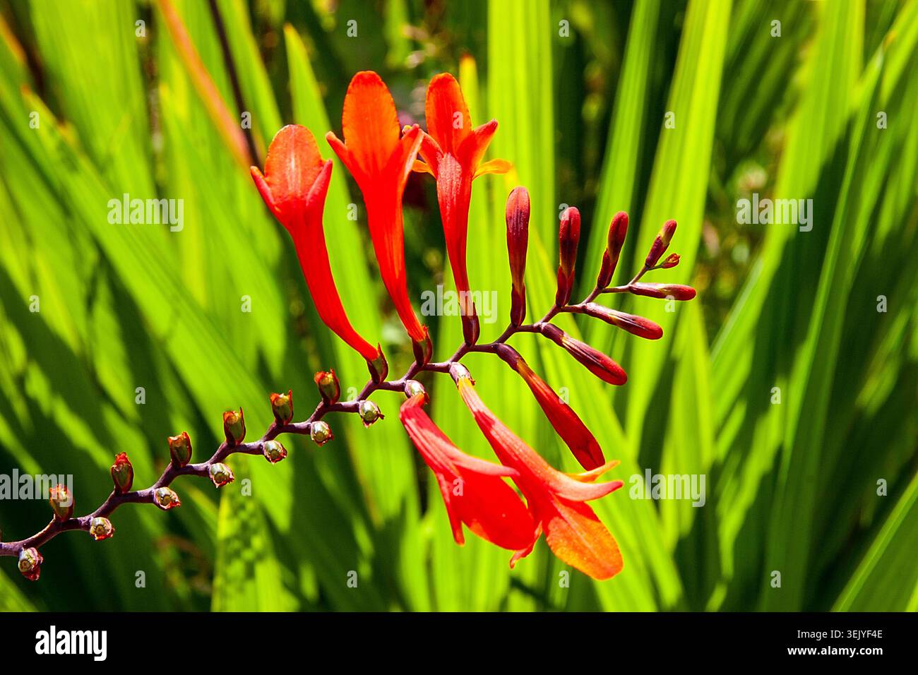 Nahaufnahme von leuchtenden roten Crocosmia-Blüten, die an einem hellen Sommertag auf üppig grünen Blättern stehen. Stockfoto