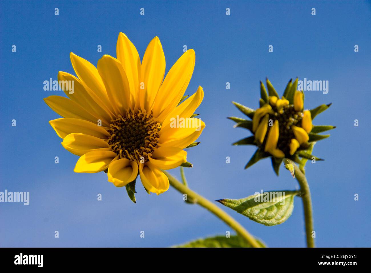 Eine helle Sonnenblume und ihr aufstrebender Begleiter sonnen sich unter einem wolkenlosen Sommerhimmel. Stockfoto