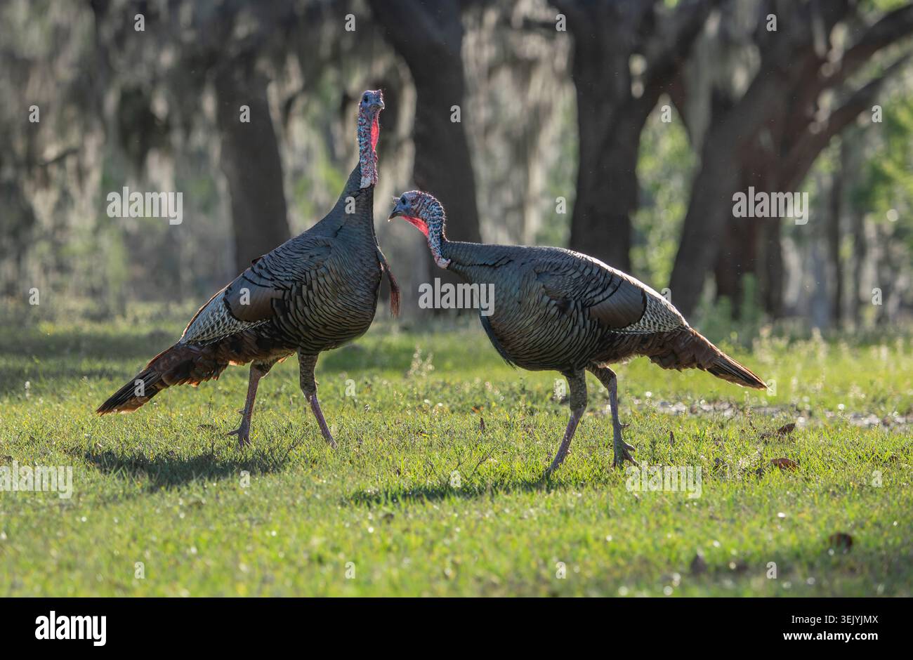 Zwei wilde Truthühner, die Gras-Pferdeweide in Florida fressen Stockfoto