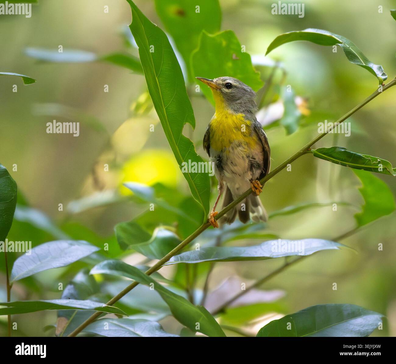 Auf der Suche nach Nordparula Warbler-Vogel, der auf Baumzweigen sitzt Stockfoto
