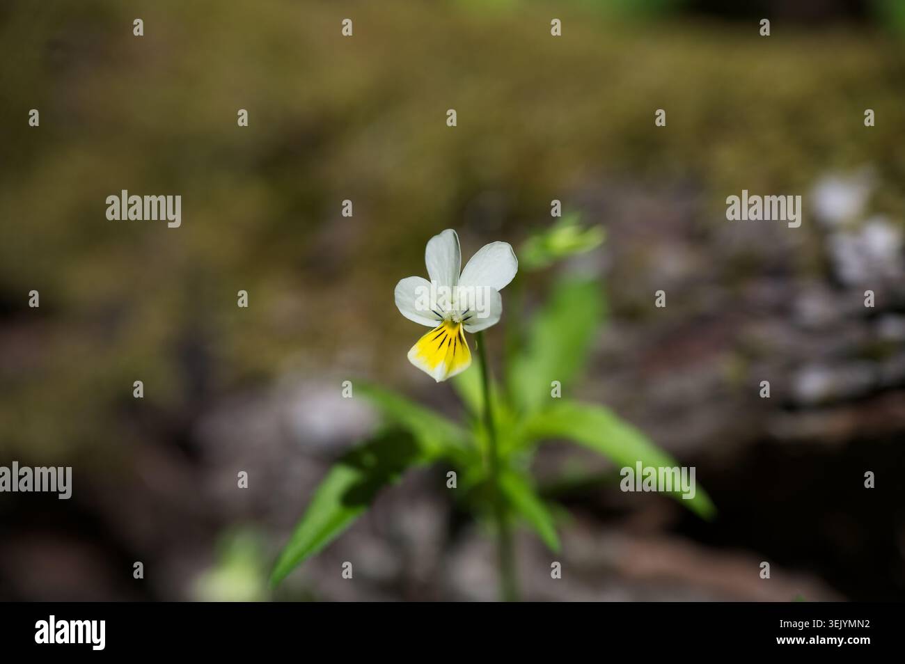 Makroaufnahme einer zarten weißen und gelben wilden Stiefmütterchen-Bratsche, die auf dem Waldboden blüht, unscharfer natürlicher moosiger Hintergrund, Matra, Ungarn. Stockfoto