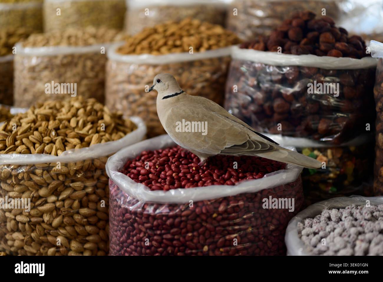 Taube sitzt auf Muscheln an einem Marktstand auf dem Siyob-Basar in Samarkand, Usbekistan Stockfoto
