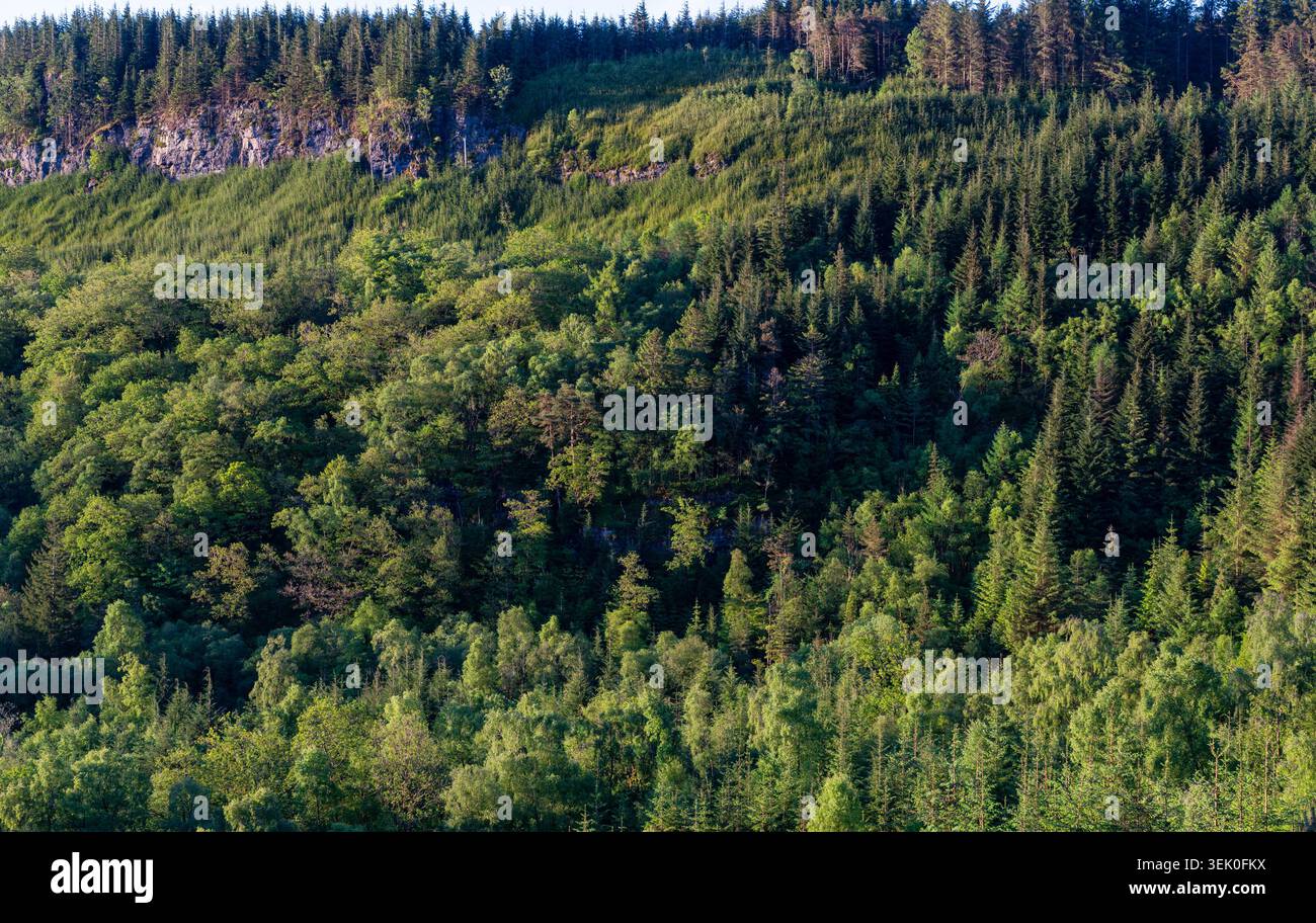 Der dichte Mischwald bedeckt steile Hänge mit freiliegender Felswände und jungen, neu bepflanzten Hanglagen oberhalb der Baumgrenze Stockfoto
