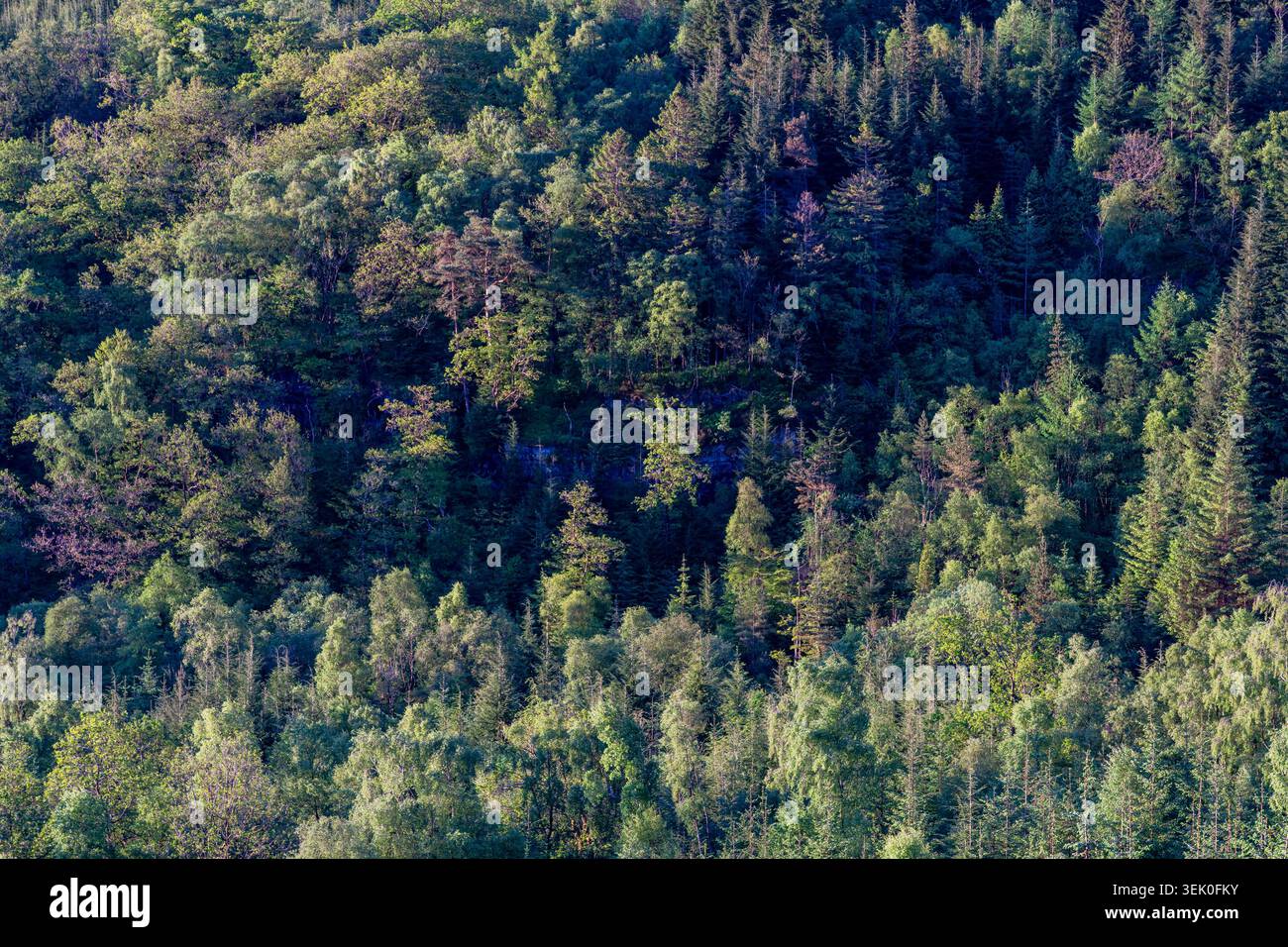 Mischwald mit Nadelbäumen und Laubbäumen bedeckt steile Hänge mit abwechslungsreichen Grün- und Schatten Stockfoto