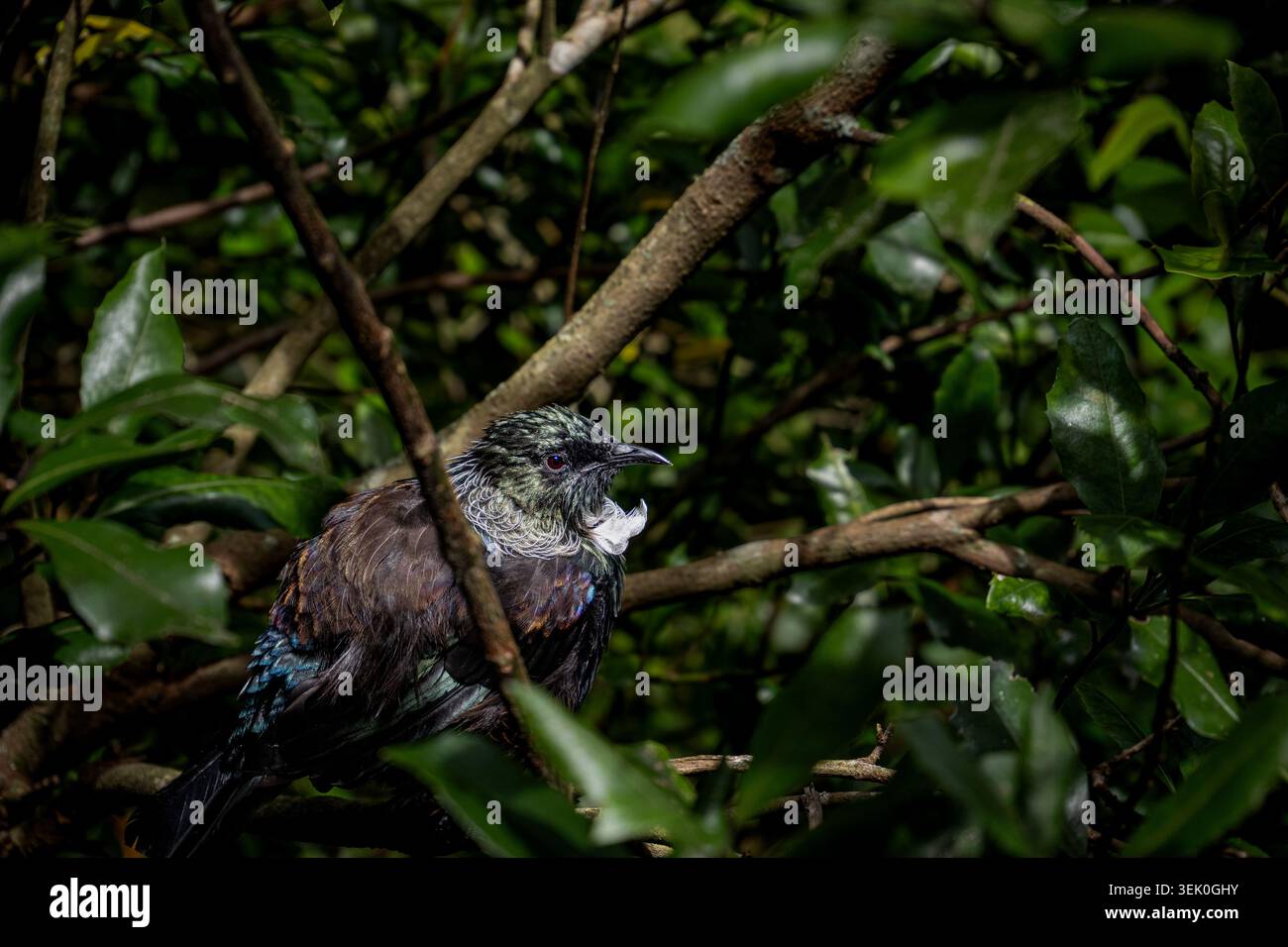 TUI auf einem Baumzweig Stockfoto