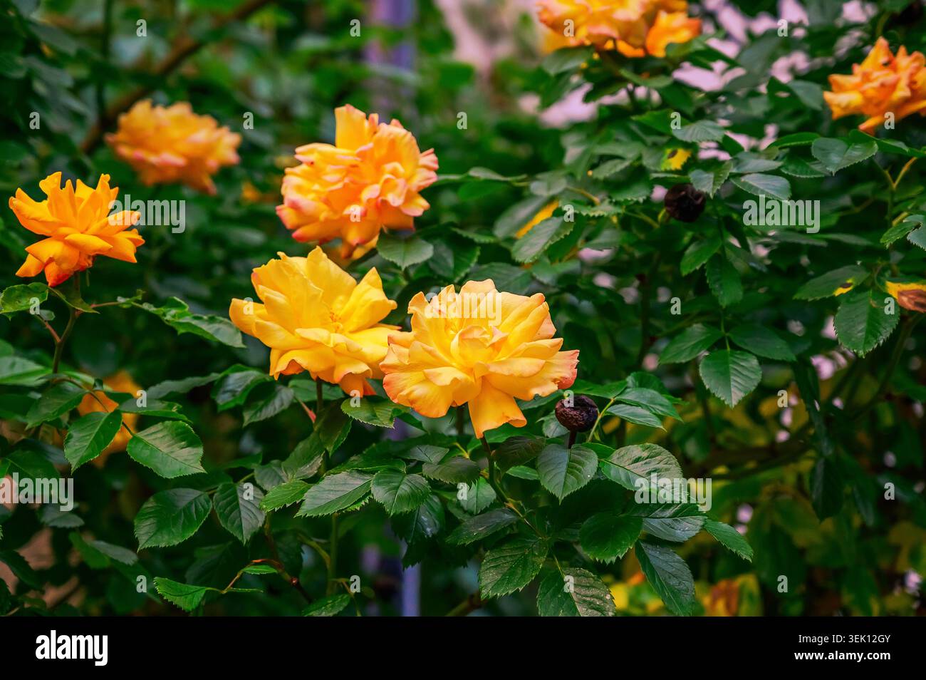 Leuchtend gelbe Rosen blühen auf einem üppig grünen Busch in weichem natürlichem Licht Stockfoto
