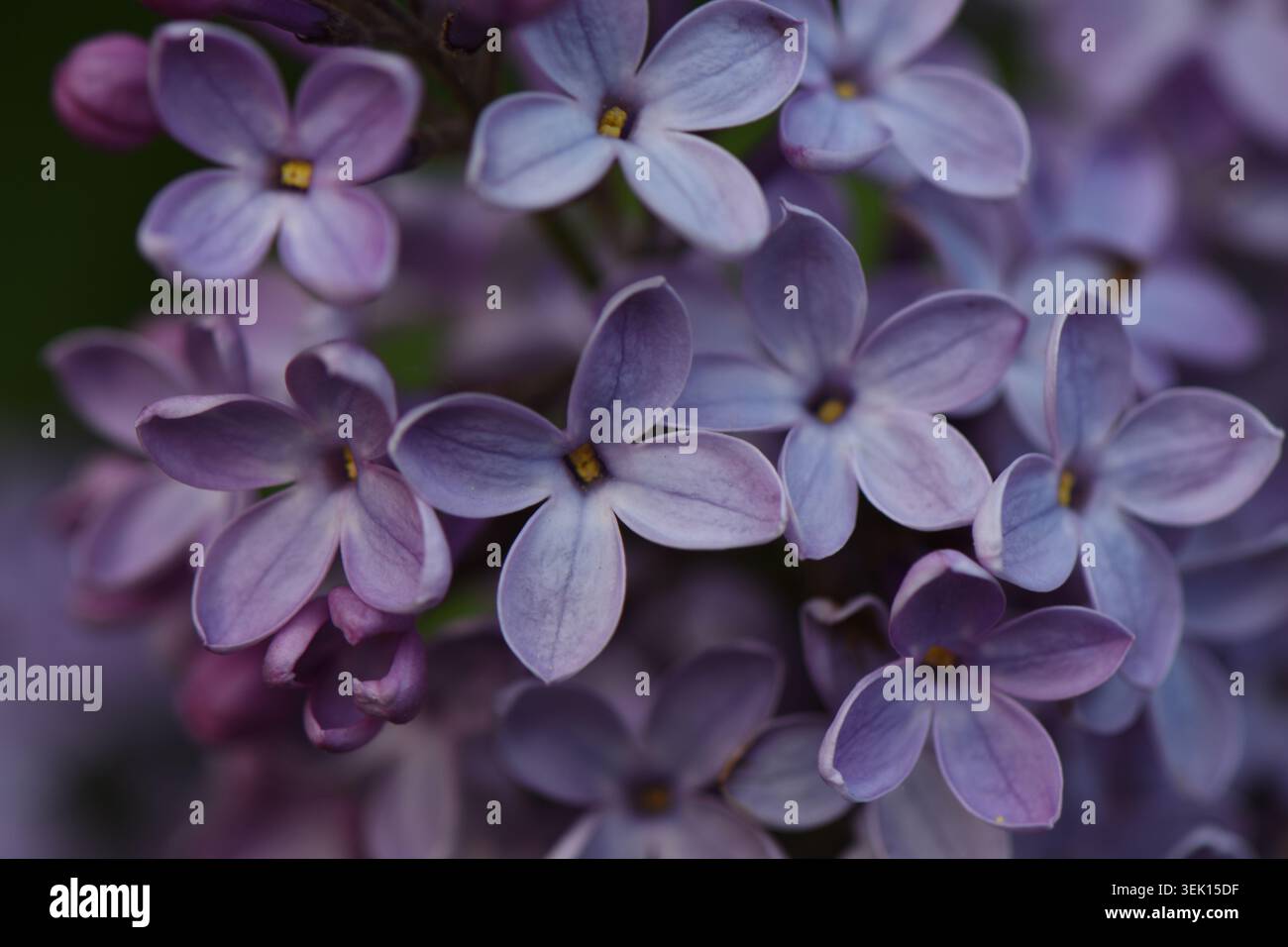 Nahaufnahme blühender lila Fliederblüten mit weichem Bokeh-Hintergrund im Frühlingsgarten. Stockfoto